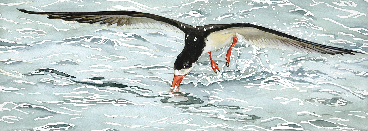 Painting of a black skimmer by Cordelia Norris. Cordelia's design studio, Luna Creative, specializes in translating complex science into compelling, actionable visuals