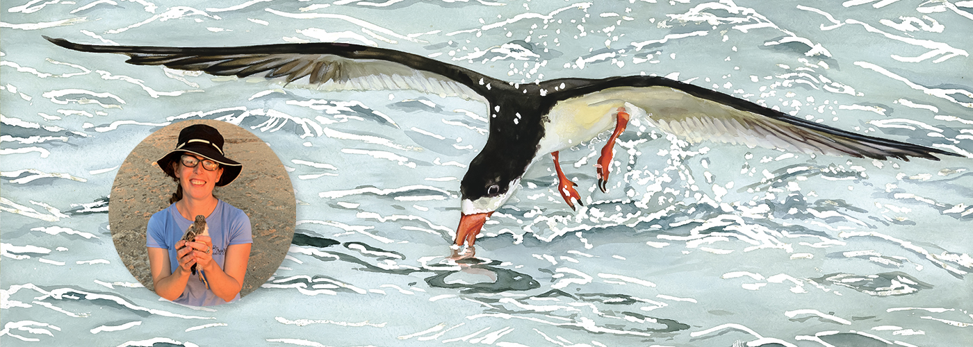 Black skimmer fishing in an inlet in Wrightsville Beach, North Carolina
