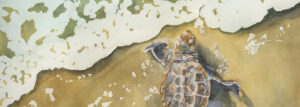 Sea turtle hatchling entering the Atlantic Ocean for the first time