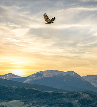 Rethinking Resilience cover image of a hawk soaring above the Rockies